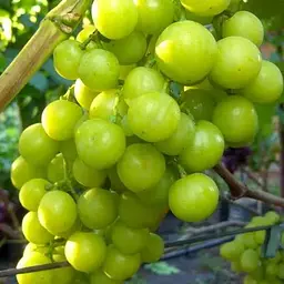 Виноград десертний Agro-Market Прима України (вкорінений саджанець у контейнері) (187676) 1 саджанець в упаковці