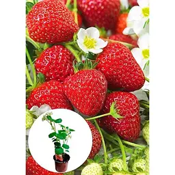 Саджанець Agro-Market LMTD Полуниця ремонтантна Ostara (ранній термін дозрівання) з Нідерландів 1 шт. в упаковці (152147) - мініатюра 3