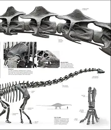 Dinosaurs and Prehistoric Life. The Definitive Visual Guide - мініатюра 8
