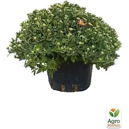 Саджанець Agro-Market Хризантема Садова Fanfan Light (висота 30-50 см) (174709) 1 шт. в упаковці - мініатюра 3