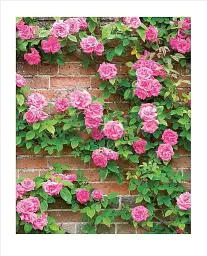 Grow Roses. Essential Know-how and Expert Advice for Gardening Success - мініатюра 3