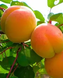 Саджанець Agro-Market Абрикос Мелітопольський ранній (літній сорт, ранній термін дозрівання) (46279) 1 шт. в упаковці - мініатюра 2