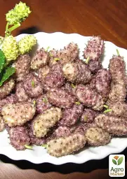 Саджанець Agro-Market Шовковиця великоплідна Стамбульська рожева (літній сорт, середній термін дозрівання) 1 шт. в упаковці (16185) - мініатюра 2