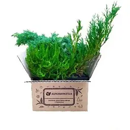 Саджанець Agro-Market Ялівець китайський Блю Альпс (Blue Alps) горщик P9 (39020) 1 шт. в упаковці - мініатюра 3