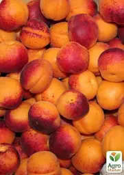 Саджанець Agro-Market Абрикос темно-помаранчевий Мрія (Dream) (канадська селекція, преміальний середньо-ранній сорт) 1 шт. в упаковці (43999) - мініатюра 3