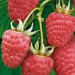 Малина Agro-Market "Полонез" (ремонтантний високоврожайний сорт польської селекції) 1-річний саджанець (189509) 1 шт в упаковці