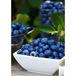 Саджанець Agro-Market Лохина (чорниця садова) рання Дюк (Duke) (один з найбільш високоврожайних сортів) 1 шт. в упаковці (21311) - мініатюра 4