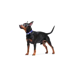 Нашийник для собак шкіряний Waudog Classic Ш 12 мм Д 21-29 см фіолетовий - мініатюра 8