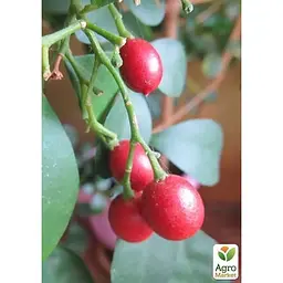 Мурайя волотиста Agro-Market (Апельсиновий Жасмин ) (42992) 1 саджанець в упаковці  - мініатюра 2