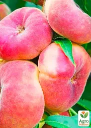 Саджанець Agro-Market Персик колоноподібний Інжирний (суперсолодкий сорт, середній термін дозрівання) 1 шт. в упаковці (120459) - мініатюра 3