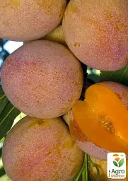 Саджанець Agro-Market Слива Суперіор (літній сорт, середній термін дозрівання) 1 шт. в упаковці (40010) - мініатюра 2