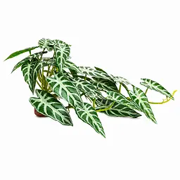 Штучна рослина Hobby Calathea 2 40x20 см (37715) для тераріуму, акватераріуму та палюдаріуму