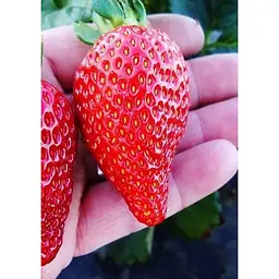 Саджанець Agro-Market Полуниця ремонтантна Червона мрія 5шт (преміальний сорт) (44560) - мініатюра 4