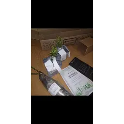 Саджанець Agro-Market Туя західна Smaragd Witbont (контейнер Р9, висота 10-20 см) (25017) - мініатюра 3