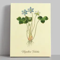 Інтер'єрна картина Ботанічна ілюстрація, Hepatica Triloba, ботаніка, інтер'єрний декор, 60×45 см (id7154)