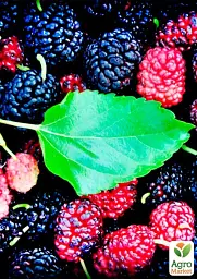 Саджанець Agro-Market Шовковиця великоплідна Шеллі (літній сорт, ранній термін дозрівання) 1 шт. в упаковці (25938) - мініатюра 2