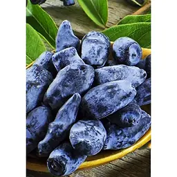Саджанець Agro-Market Жимолость Блакитне Веретено (ранній термін дозрівання, не урожається хворобами і шкідниками) 1 шт. в упаковці (21141) - мініатюра 5