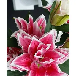 Цибулина Agro-Market Лілія Розовидна Roselily Samantha (72298) 1 шт. - мініатюра 2