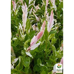 Саджанець Agro-Market Верба японська цільнолистна Hakuro-nishiki (48778) - мініатюра 5