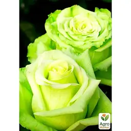 Троянда чайно-гібридна Agro-Market Ківі саджанець класу АА+ вищий сорт 1 шт. в упаковці (15967) - мініатюра 2