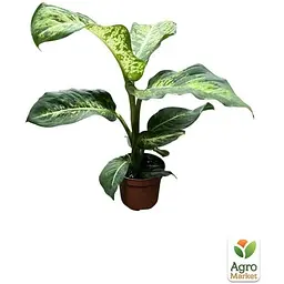 Дифенбахія Agro-Market (Dieffenbachia) Mars висота 40-60 см (186157) 1 саджанець в упаковці - мініатюра 3