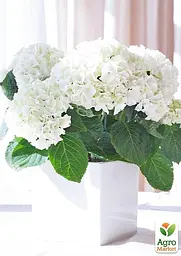 Саджанець Agro-Market LMTD Гортензія крупнолистова квітуча 3-річна Bright White (30-40см) (159470) - мініатюра 2