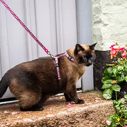 Набір для котів Шлея-повідець Max & Molly Harness Leopard Pink 1 розмір  - мініатюра 4