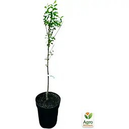 Саджанець Agro-Market Слива диплоїдна Анжеліно укорінена в контейнері (саджанець 2 роки) (156443) - мініатюра 3