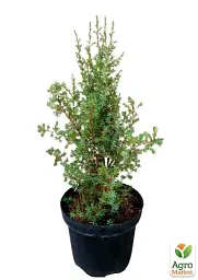 Саджанець Agro-Market Ялівець 3-річний Arnold С3 висота 30-35 см 1 шт. в упаковці (62771) - мініатюра 3
