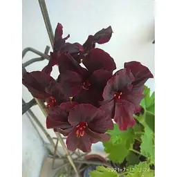 Саджанець Agro-Market Пеларгонія Королівська Aristo Black Velvet (контейнер № 10 висота 10-20 см) (49109) 1 шт. в упаковці - мініатюра 5