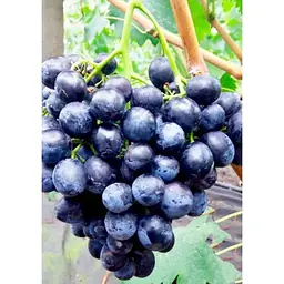 Саджанець Agro-Market Виноград Сфінкс (дуже ранній термін дозрівання) 1 шт. в упаковці (17702) - мініатюра 2