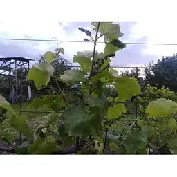 Саджанець Agro-Market Виноград Юпітер (кишмиш, ранній термін дозрівання, морозостійкість до -27⁰С) 1 шт. в упаковці (17705) - мініатюра 5