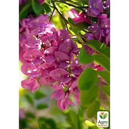 Саджанець Agro-Market Акація Робінія рожева (48852) - мініатюра 5
