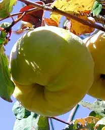 Саджанець Agro-Market Айва Мир (39897) 1 шт. в упаковці - мініатюра 2