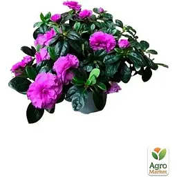 Саджанець Agro-Market Рододендрон кімнатний Flamenco (176796) 1 шт. в упаковці (комнатный) Нідерланди - мініатюра 3