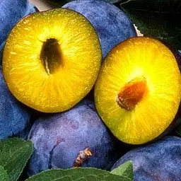 Саджанець Agro-Market Слива Чачакська рання (літній сорт, ранній термін дозрівання) (15796) 1 шт. в упаковці - мініатюра 2