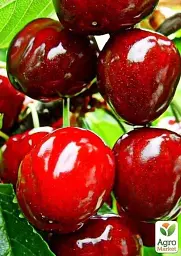 Саджанець Agro-Market Черешня Дилема (літній сорт, середній термін дозрівання) 1 шт. в упаковці (25911) - мініатюра 2