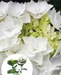 Гортензія Agro-Market Doppio Bianco Hydrangea macrophylla квітуча крупнолиста вазон С15 1 саджанець в упаковці - мініатюра 4