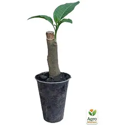 Саджанець Agro-Market Бругмансія деревоподібна Pink (49867) 1 шт. в упаковці - мініатюра 2