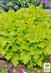 Саджанець Agro-Market Гейхера (Heuchera) Lime Marmalade С1 (висота 15-30см) (154084) - мініатюра 3