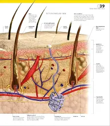 The Definitive Visual Guide: Complete Human Body - мініатюра 6