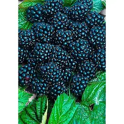 Саджанець Agro-Market Ожина (супер рання!) Оушито (Ouachita) 1 шт. в упаковці (43977) - мініатюра 2