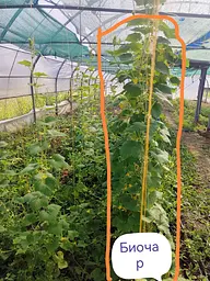 Нано-Биочар БМ Green (для семян) 60 г - мініатюра 8