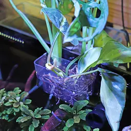 Контейнер для вирощування рослин в акваріумі Hobby Plant basket 8×9×8 см (61330) - мініатюра 3