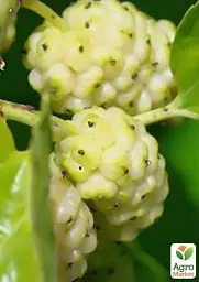 Саджанець Agro-Market Шовковиця великоплідна Стамбульська біла (літній сорт, середній термін дозрівання) 1 шт. в упаковці (16184) - мініатюра 4