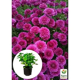 Саджанець Agro-Market Хризантема мультифлора куляста Staviski Purple (101626) 1 шт. в упаковці - мініатюра 3