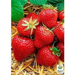 Саджанець Agro-Market Полуниця Ампельна Домашній делікатес (ремонтантний, ранній, солодкий сорт) (179036) 1 шт. - мініатюра 3