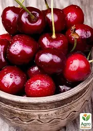 Саджанець Agro-Market Черешня Василиса (літній сорт, пізній термін дозрівання) 1 шт. в упаковці (35972) - мініатюра 2