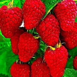 Малина Agro-Market "Брусилівський стандарт" (ремонтантний сорт, ранній термін дозрівання) 1-річний саджанець (189486) 1 шт в упаковці