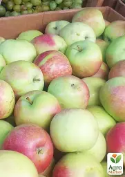 Саджанець Agro-Market Яблуня Слава Переможцям (осінній сорт, ранній термін дозрівання) 1 шт. в упаковці (15751) - мініатюра 2